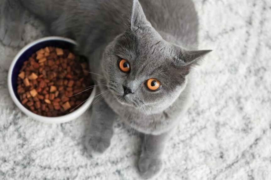 karmienie kota po kastracji