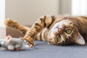 przysłowia o kotach