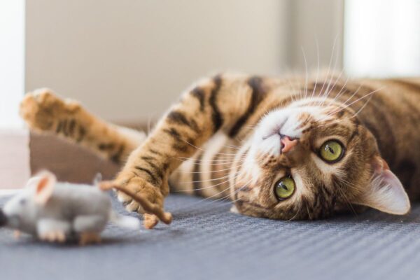 przysłowia o kotach