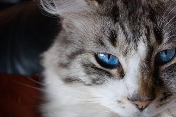 kot z niebieskimi oczami
