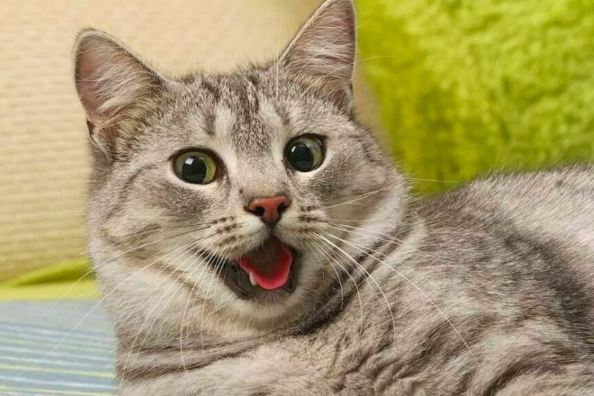 kotu brzydko pachnie z pyszczka