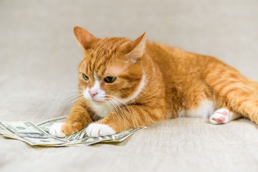 kot przeznaczyłby zwrot podatku