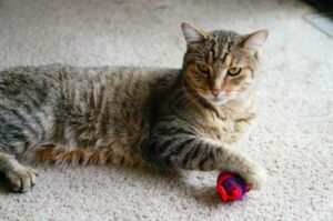 kot przynosi zabawki