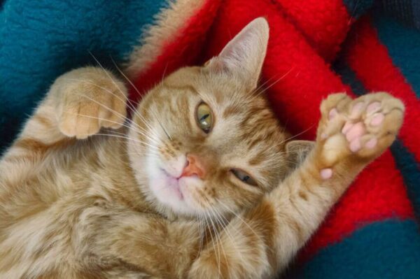 kot z polidaktyllią, polidaktylia u kotów