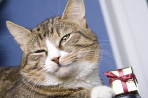 wyjątkowy prezent dla kota