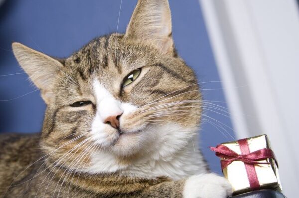 wyjątkowy prezent dla kota