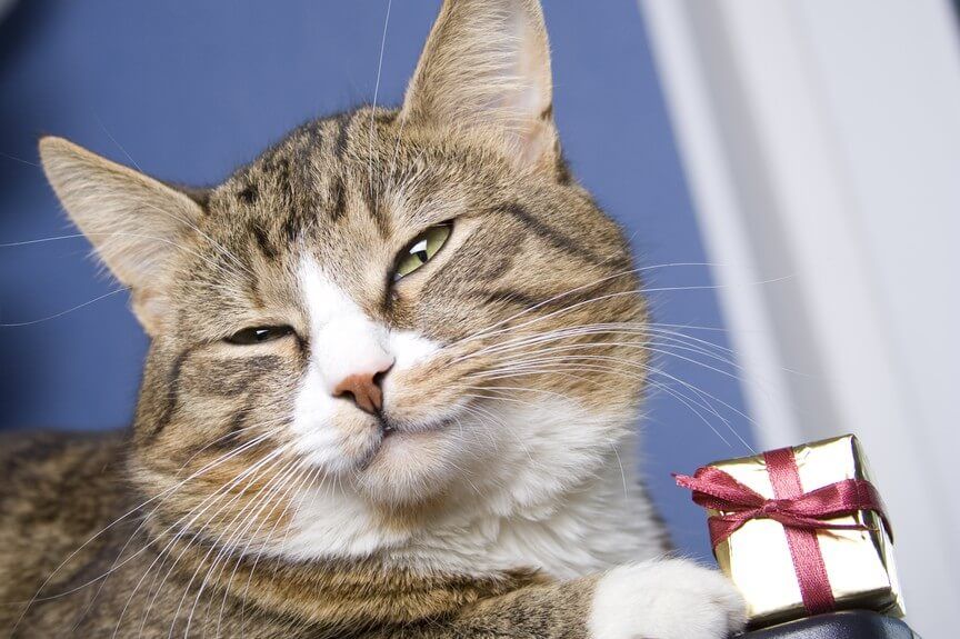 wyjątkowy prezent dla kota