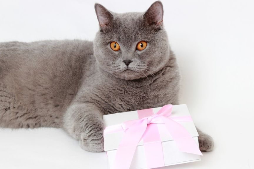 kot jest popularniejszy od ciebie