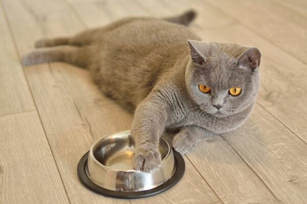 przekonać kota do mokrej karmy