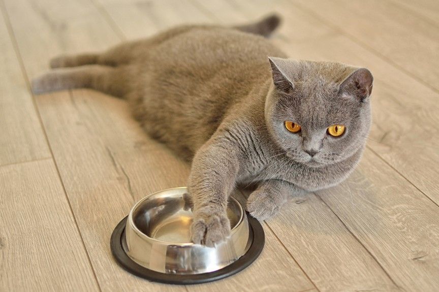 przekonać kota do mokrej karmy