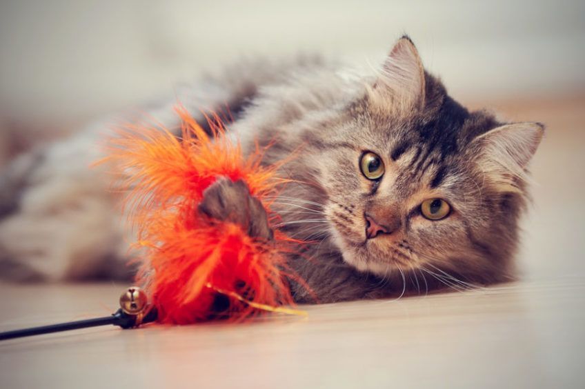 kot z zabawką