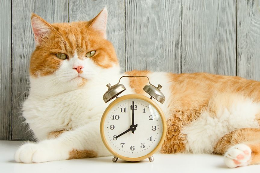 czy koty mają poczucie czasu