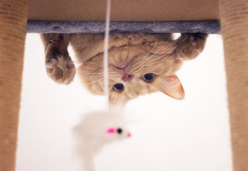 Dlaczego koty jedzą myszy