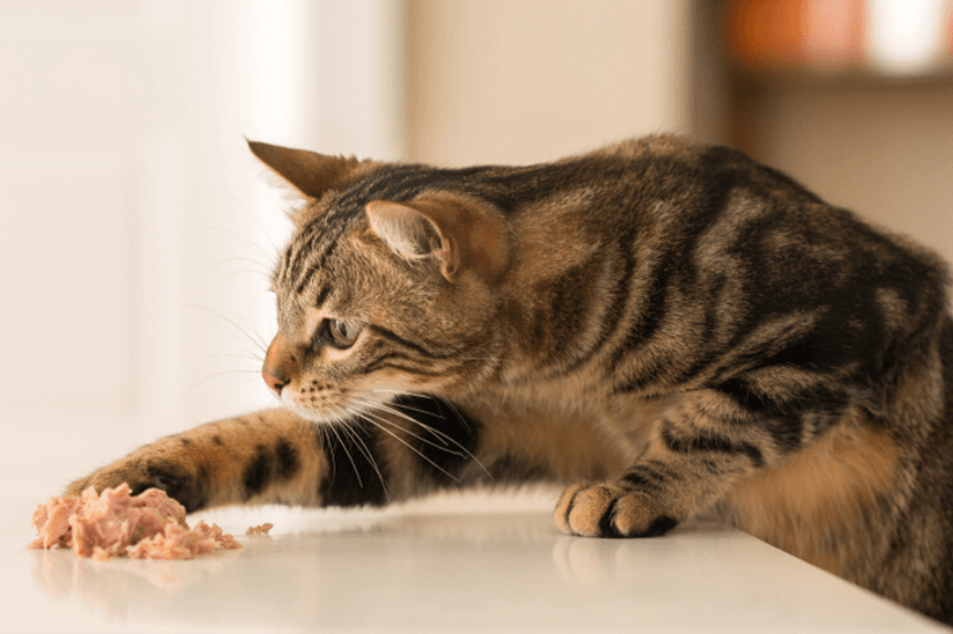 obsesja kota na punkcie jedzenia