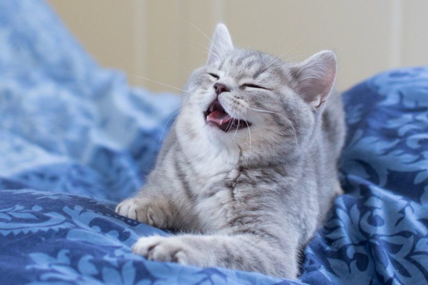 kot się uśmiecha