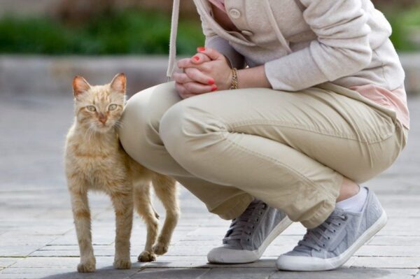 kot wybiera opiekuna, jakie badania zrobić kotu