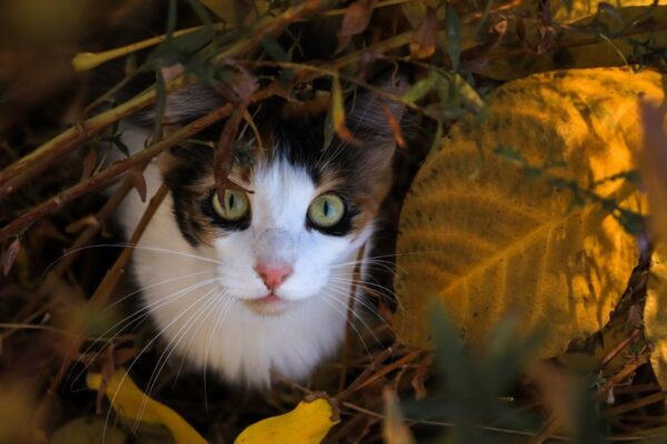 kot zaginął jak go znaleźć
