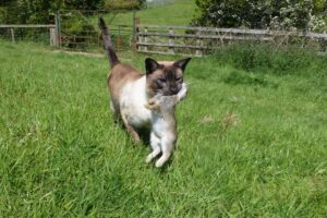 przyniosl-do-domu-zajaczka