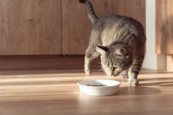 kot zakopuje jedzenie