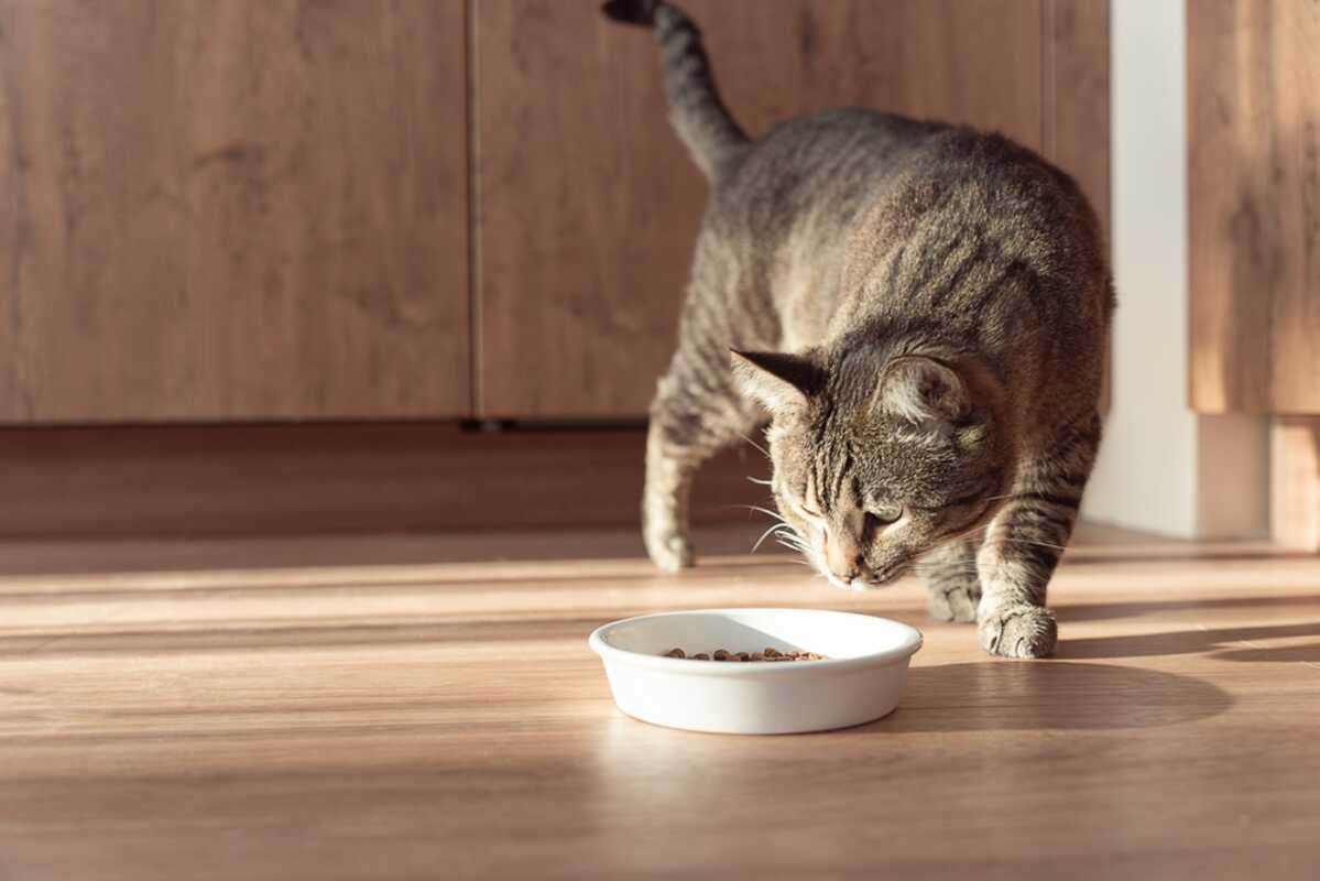 kot zakopuje jedzenie