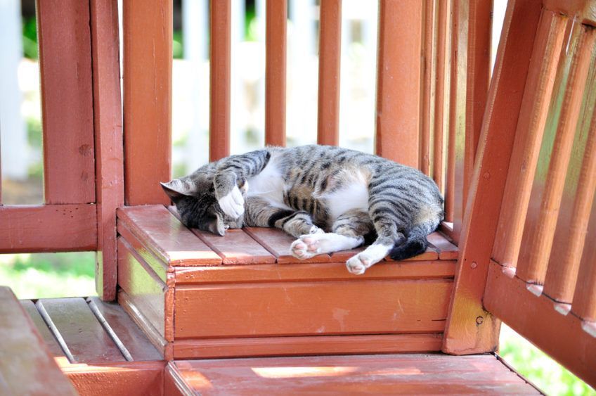 kot zakrywa pyszczek