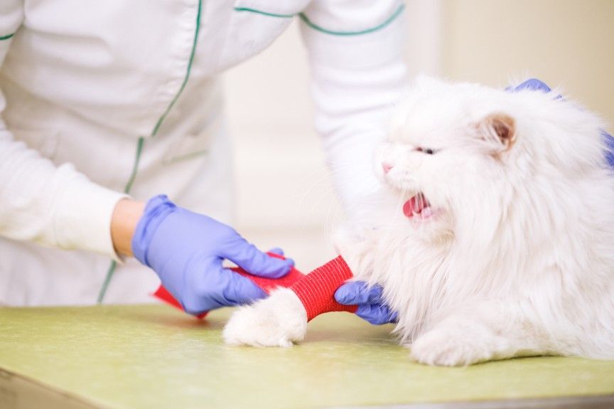 złamana łapa u kota