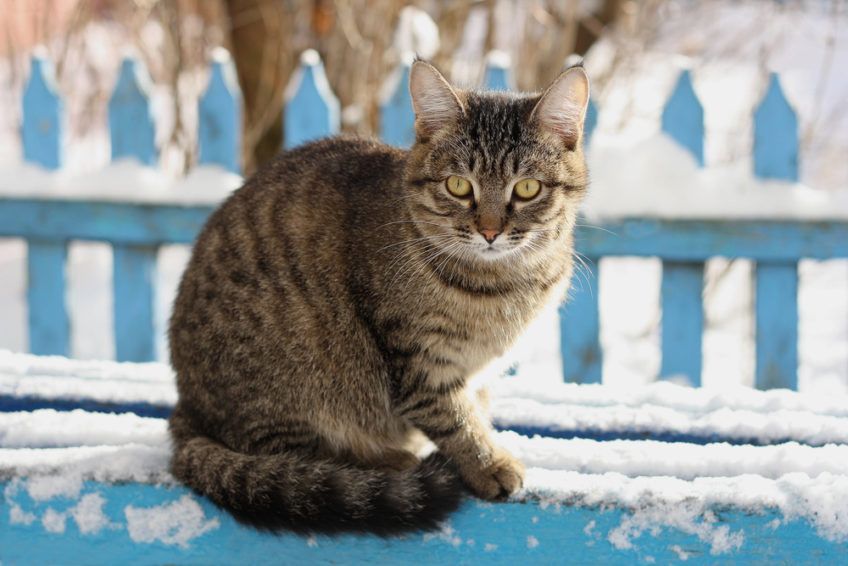 czy koty jedzą węcej zimą