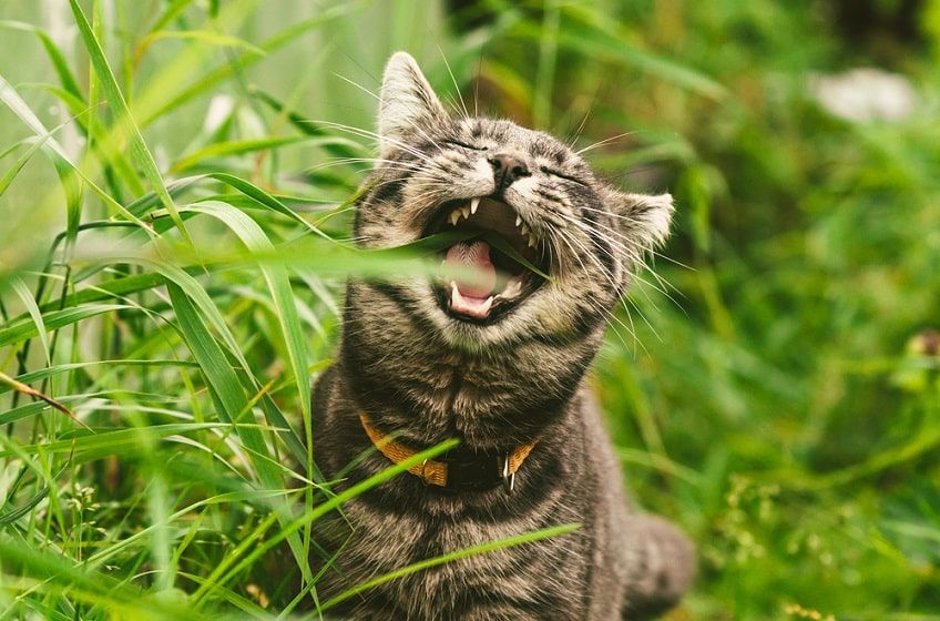 kot zjadł kwiatka-min.jpg