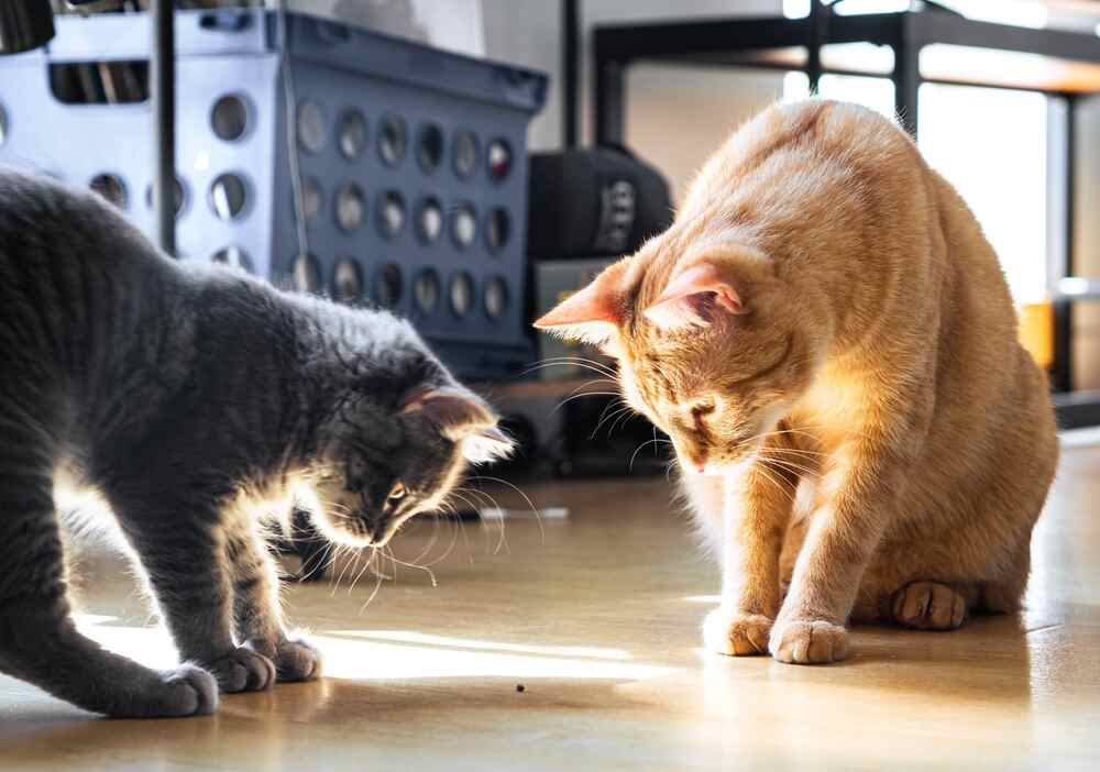 kot zjadł muchę (1).jpg