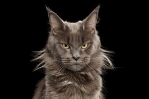 nie powinieneś robić swojemu kotu