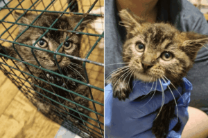 kot znaleziony pod maską