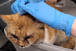 sadysta strzelał do kota