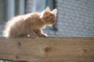 kota użądliła osa pszczoła