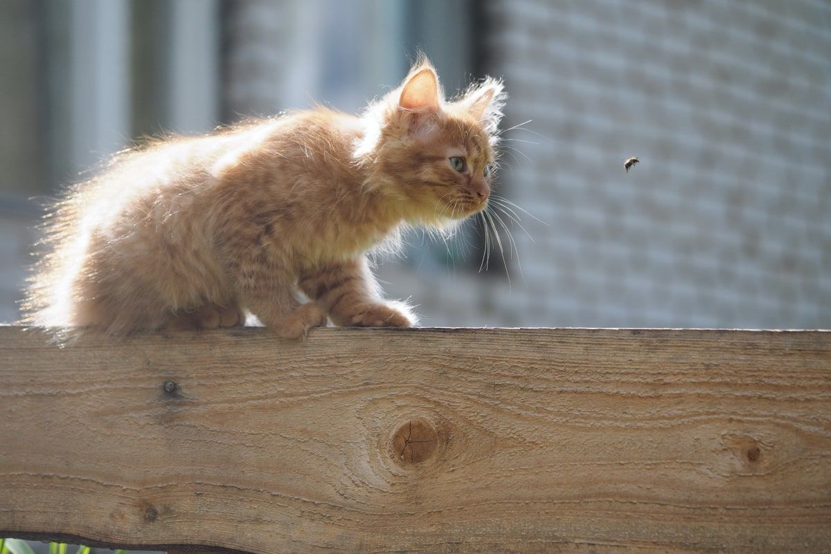 kota użądliła osa pszczoła