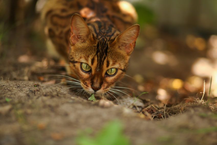 kot ma pionowe źrenice