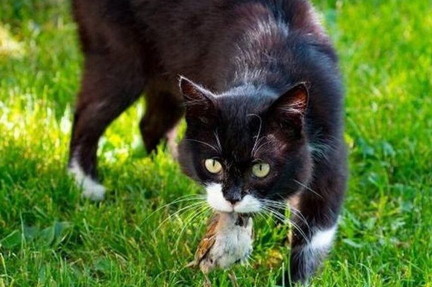 kot przynosi martwe ptaki