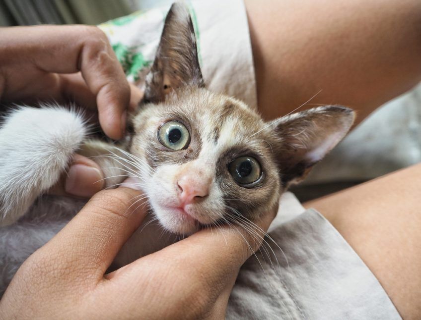 kotek patrzy w obiektyw