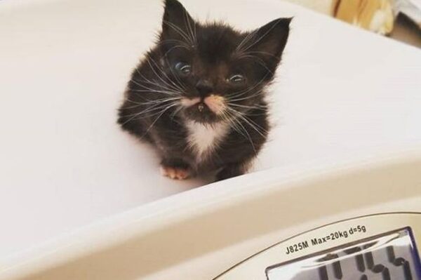 miniaturowy kotek francis