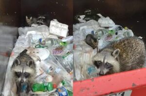 kotek adoptowany przez szopy pracze