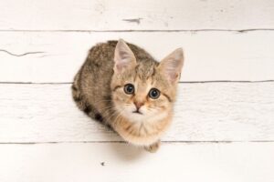 jak określić wiek kota