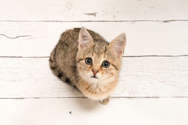 jak określić wiek kota