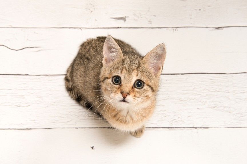 jak określić wiek kota