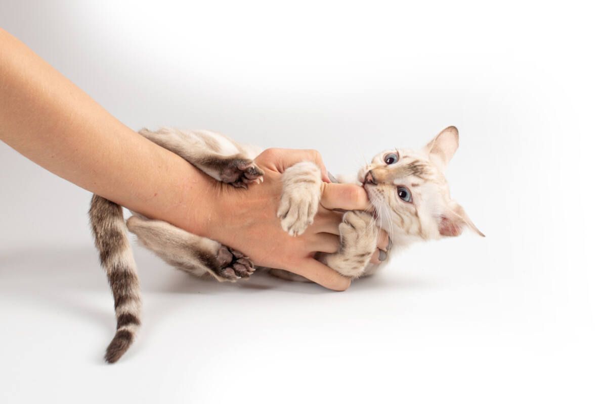 kotek drapie i gryzie