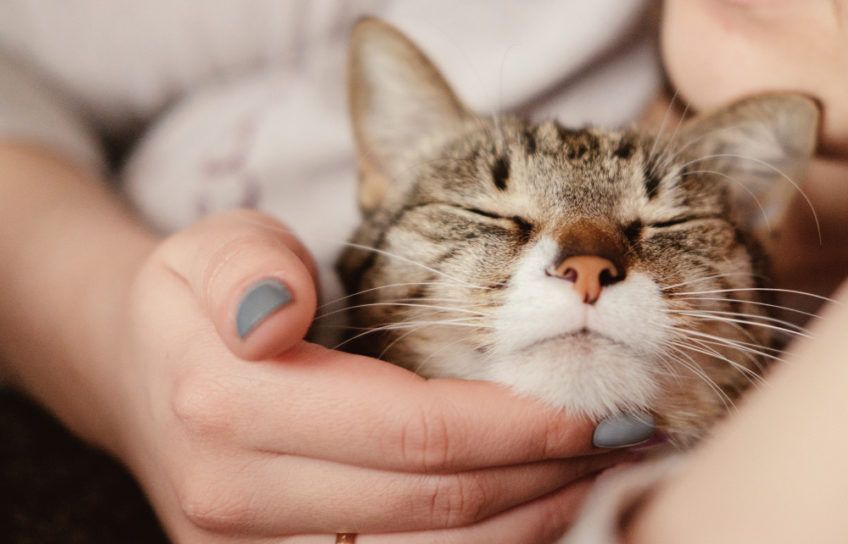 pani głaszcze koci podbródek