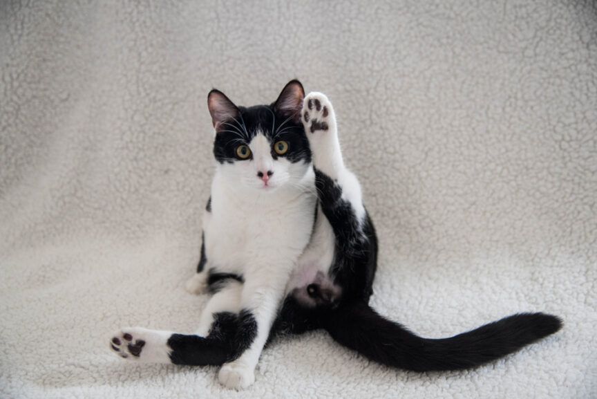 krępujące kocie zachowania