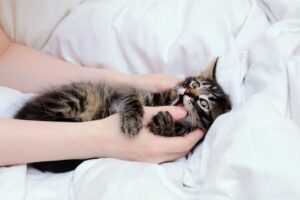 kot atakuje, gdy śpisz