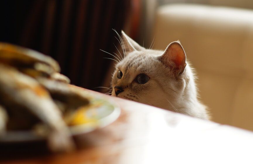 Rybna karma może zaszkodzić twojemu kotu i wywołac nadczynność tarczycy.