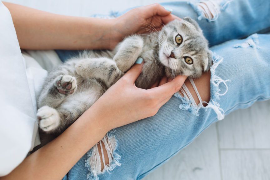 Jak dbać o małego kotka - odpowiadamy!