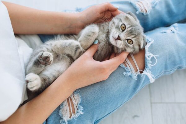 Jak dbać o małego kotka - odpowiadamy!