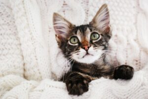 czy rozumiesz swojego kota